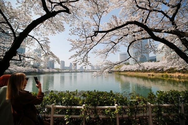 3. Seokchon Lake – Hồ hoa anh đào nổi tiếng nhất Seoul